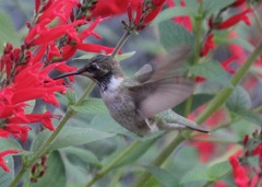 Archilochus alexandri
