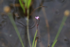 Utricularia minutissima