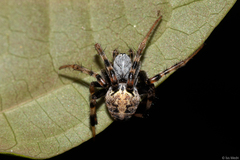Araneus