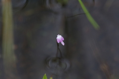Utricularia minutissima