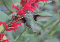 Archilochus alexandri