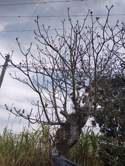 Pseudobombax ellipticum