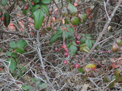 Rosa sempervirens
