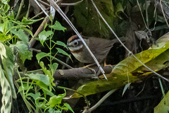 Schoeniparus rufogularis