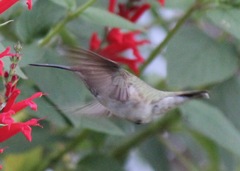 Archilochus alexandri