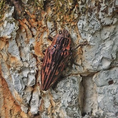 Chalcophora japonica