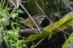 Schoeniparus rufogularis