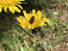 Osmia latreillei