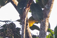 Cyanoderma chrysaeum