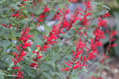 Archilochus alexandri