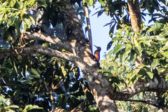 Blythipicus pyrrhotis