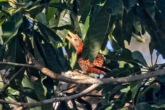 Blythipicus pyrrhotis