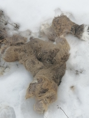 Cervus canadensis sibiricus