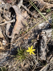 Hypoxis