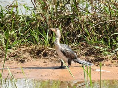 Microcarbo africanus