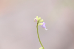 Utricularia caerulea