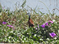 Actophilornis africanus