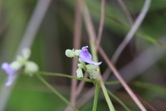 Utricularia caerulea