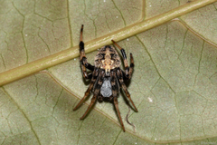 Araneus