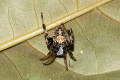 Araneus