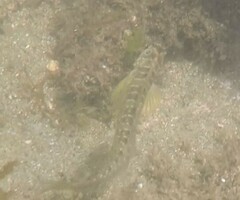 Salaria pavo
