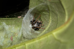 Araneus