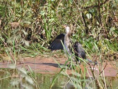 Microcarbo africanus