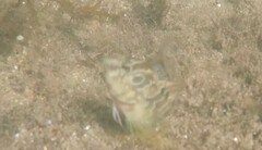 Salaria pavo