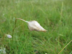Wahlenbergia grandiflora
