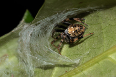 Araneus