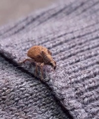 Gonipterus platensis