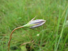 Wahlenbergia grandiflora