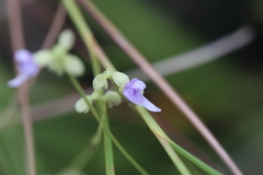 Utricularia caerulea