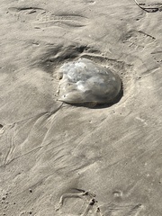 Rhizostomatoidea