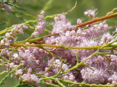 Tamarix chinensis