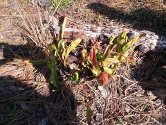 Sarracenia minor