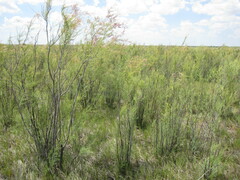 Tamarix chinensis