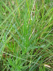Wahlenbergia grandiflora