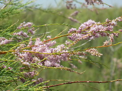Tamarix chinensis