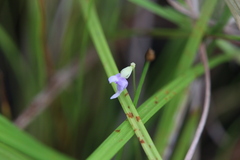 Utricularia caerulea