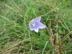Wahlenbergia grandiflora