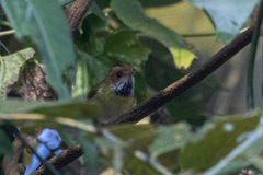 Abroscopus albogularis