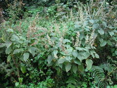 Coleus gibbosus