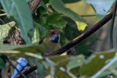 Abroscopus albogularis