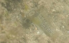 Salaria pavo