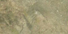 Salaria pavo