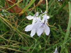 Lobelia flaccida
