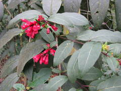Cestrum elegans