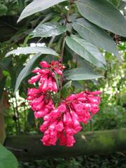 Cestrum elegans