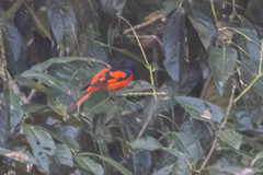 Pericrocotus speciosus